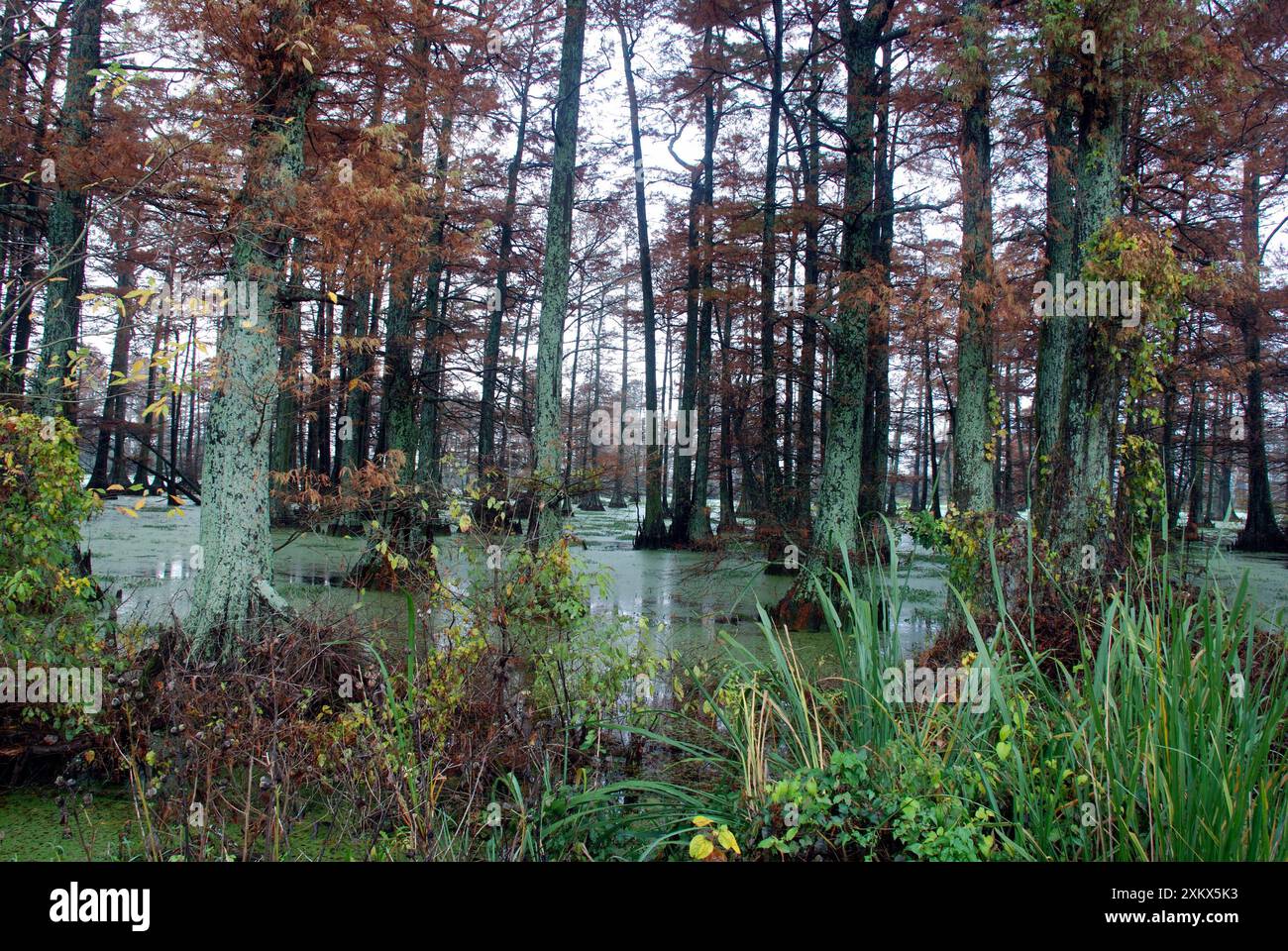 Sumpfzypressen Wald im Herbst Stockfoto