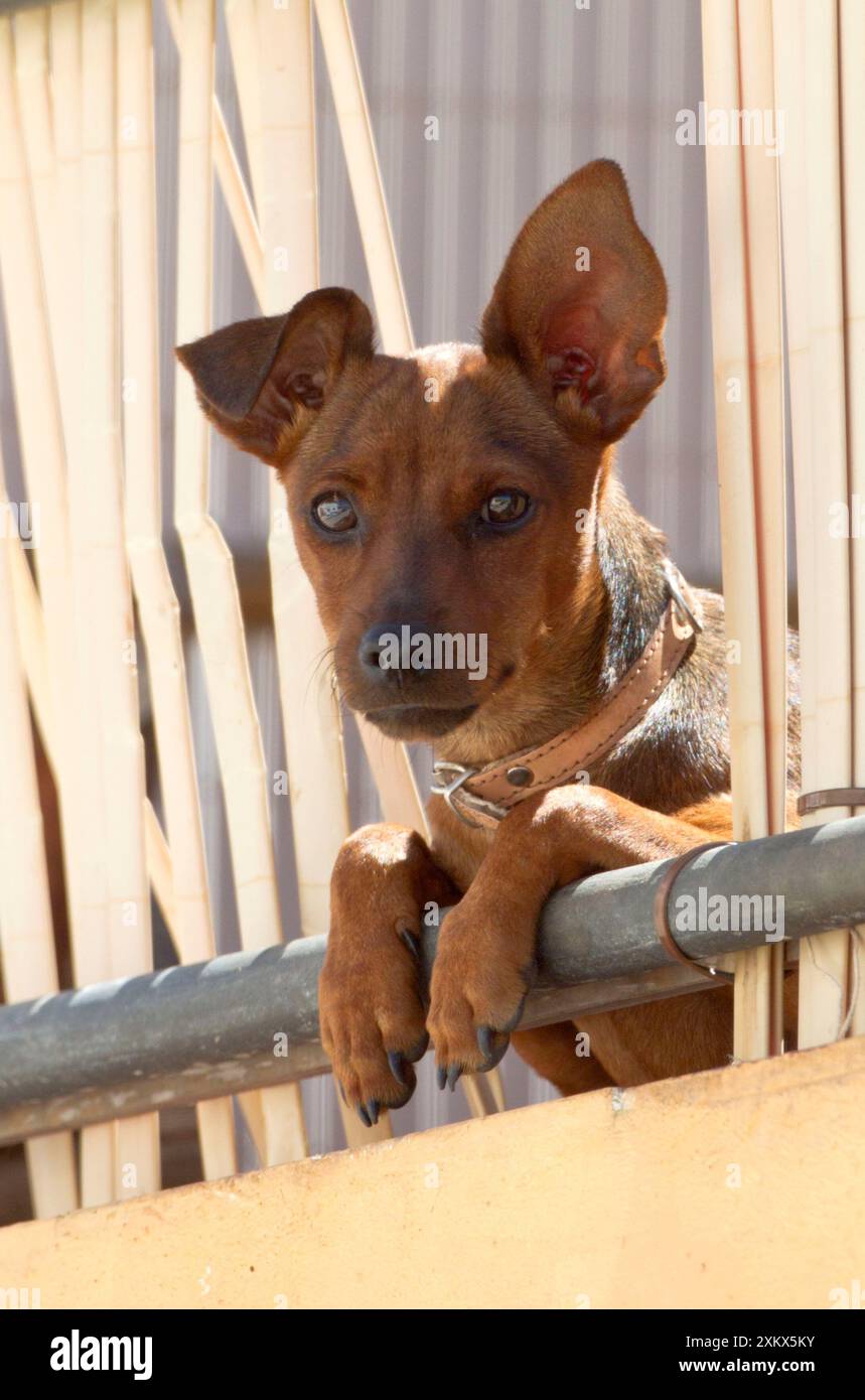Hund - Blick auf die Straße von der Terrasse im 1. Stock Stockfoto