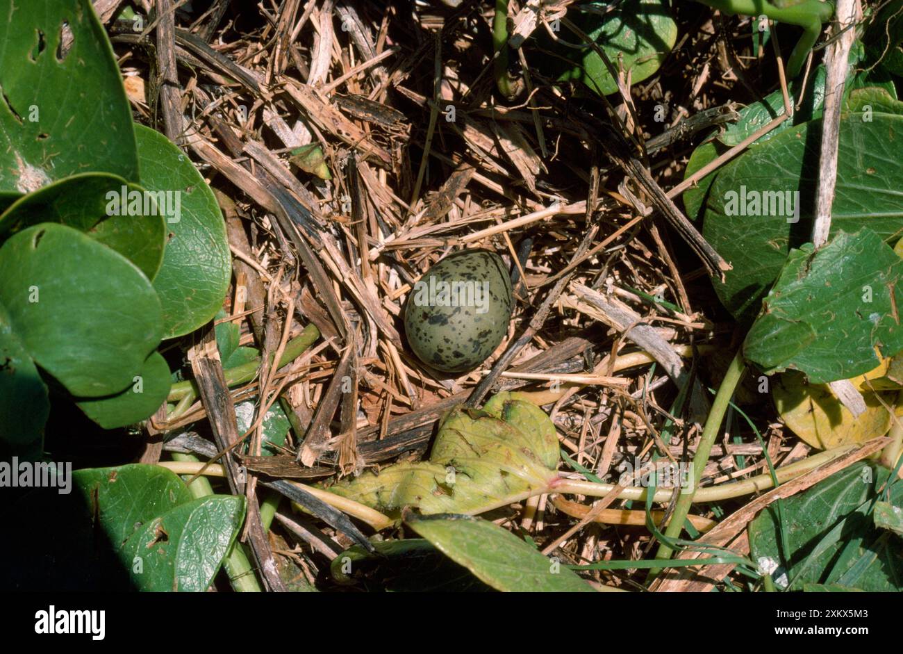 Lachende Möwe - Ei im Nest Stockfoto