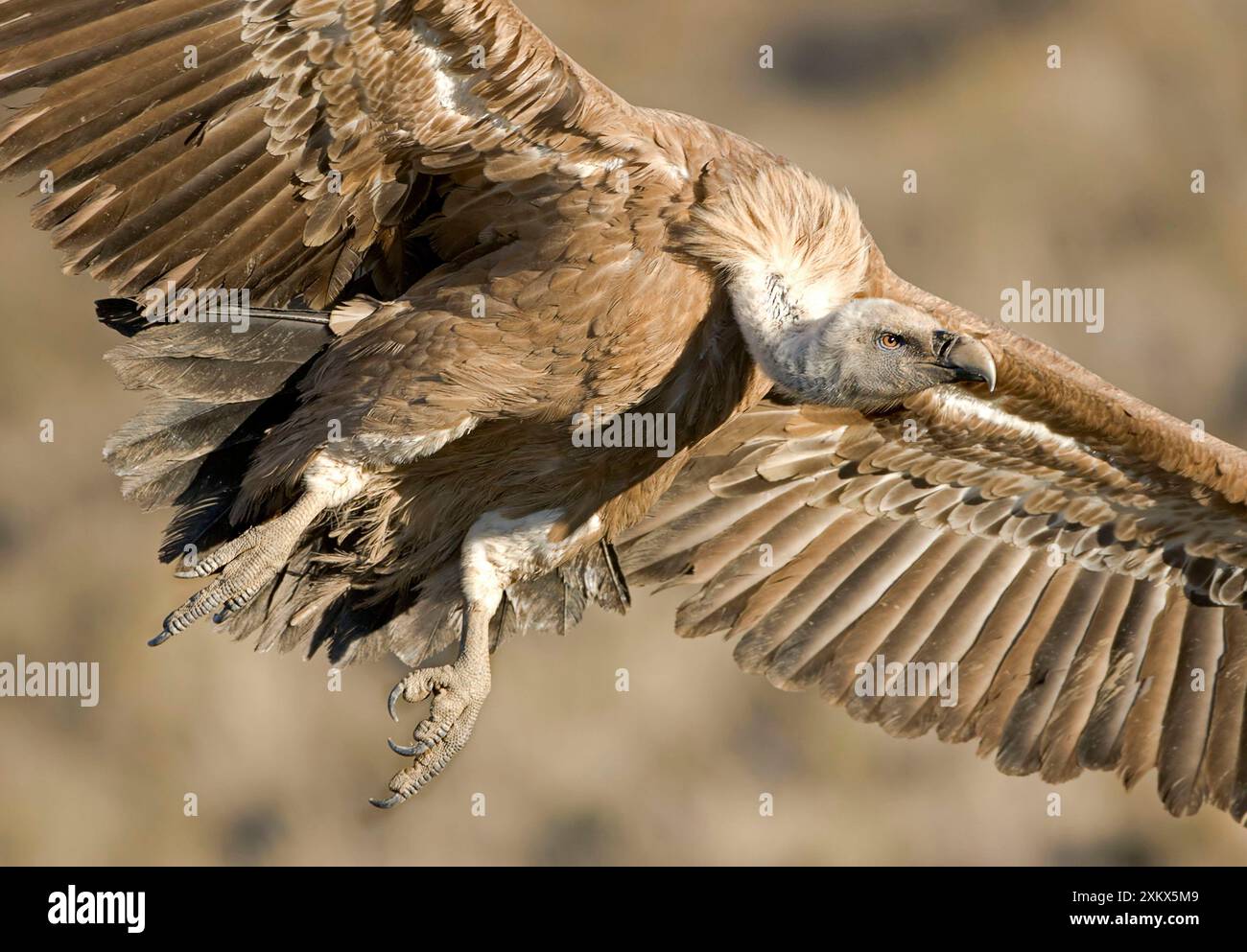 Eurasischer Gänsegeier - im Flug Stockfoto