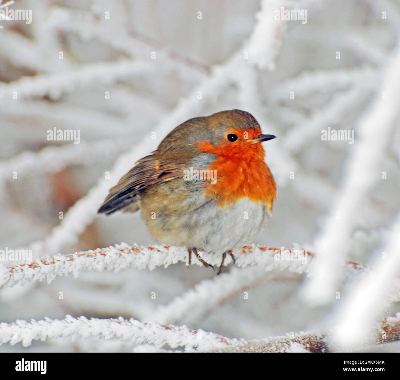 Robin bei sehr kaltem, frostigem Wetter, minus 5 Stockfoto