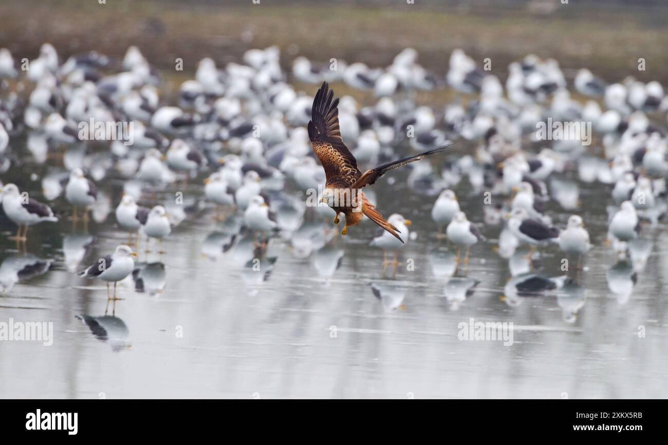 Red Kite - im Flug auf der Suche nach Essen unter Stockfoto