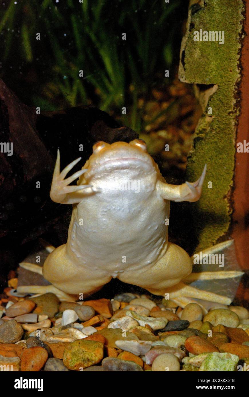 Afrikanische Krallenkröte - Albino Stockfoto