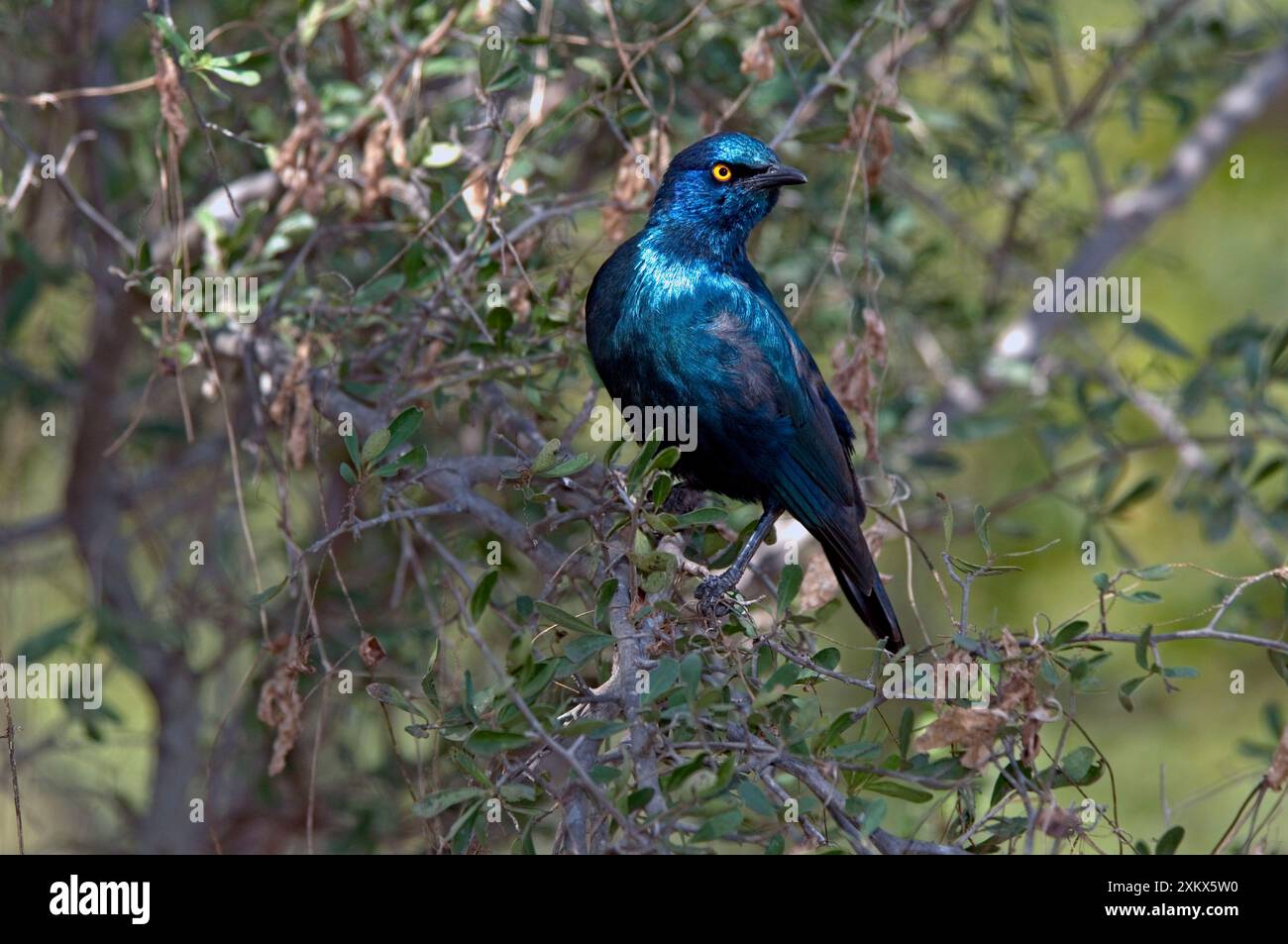 Cape Glossy Starling - weit verbreitet im Westen Angolas Stockfoto