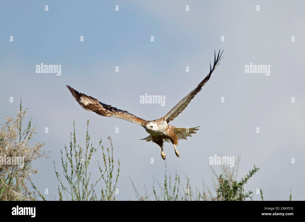 Langbeiniger Bussard - im Flug Stockfoto