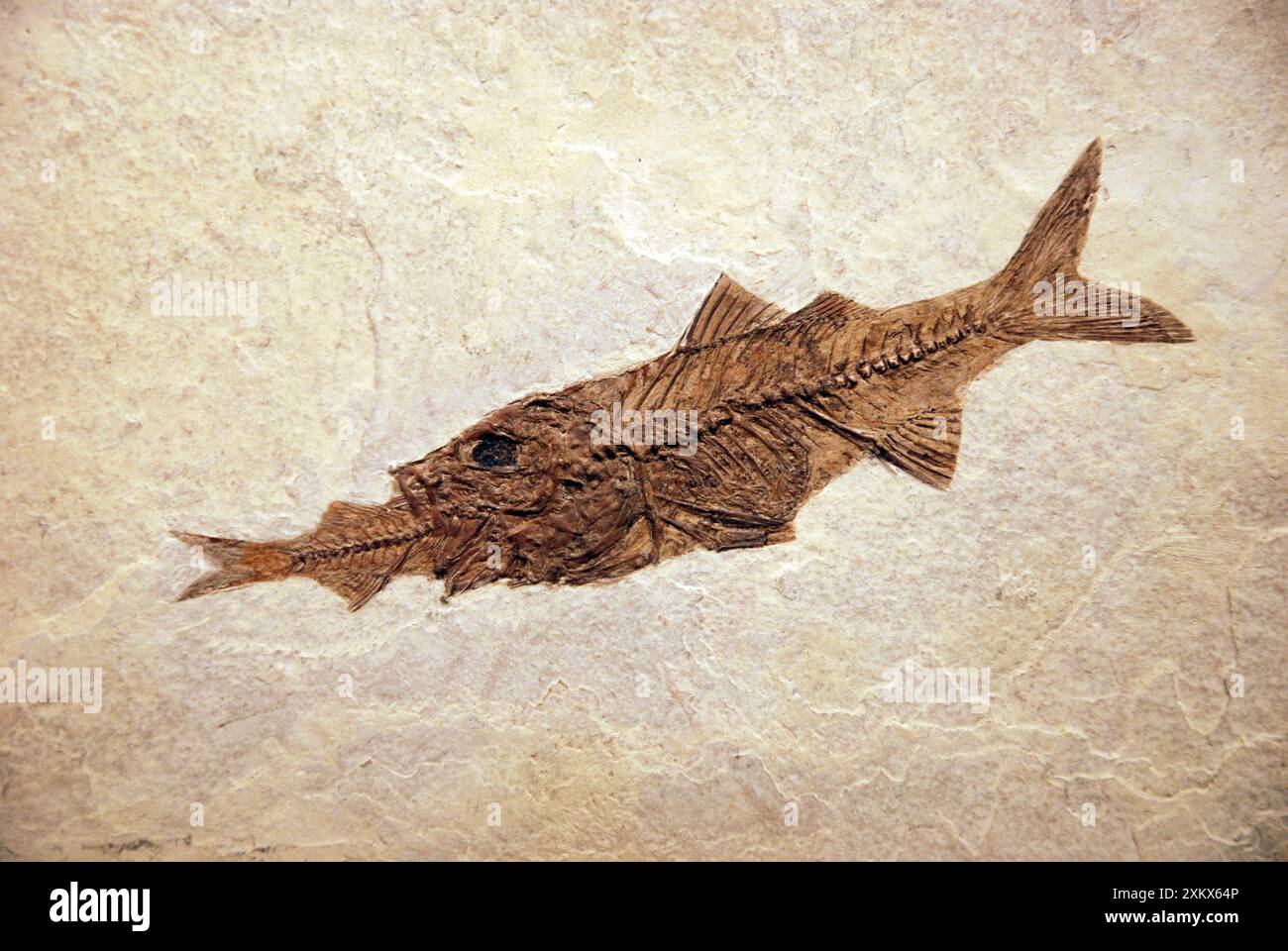 Fossilienbarsch Mioplosus isst einen Hering Knightia Stockfoto