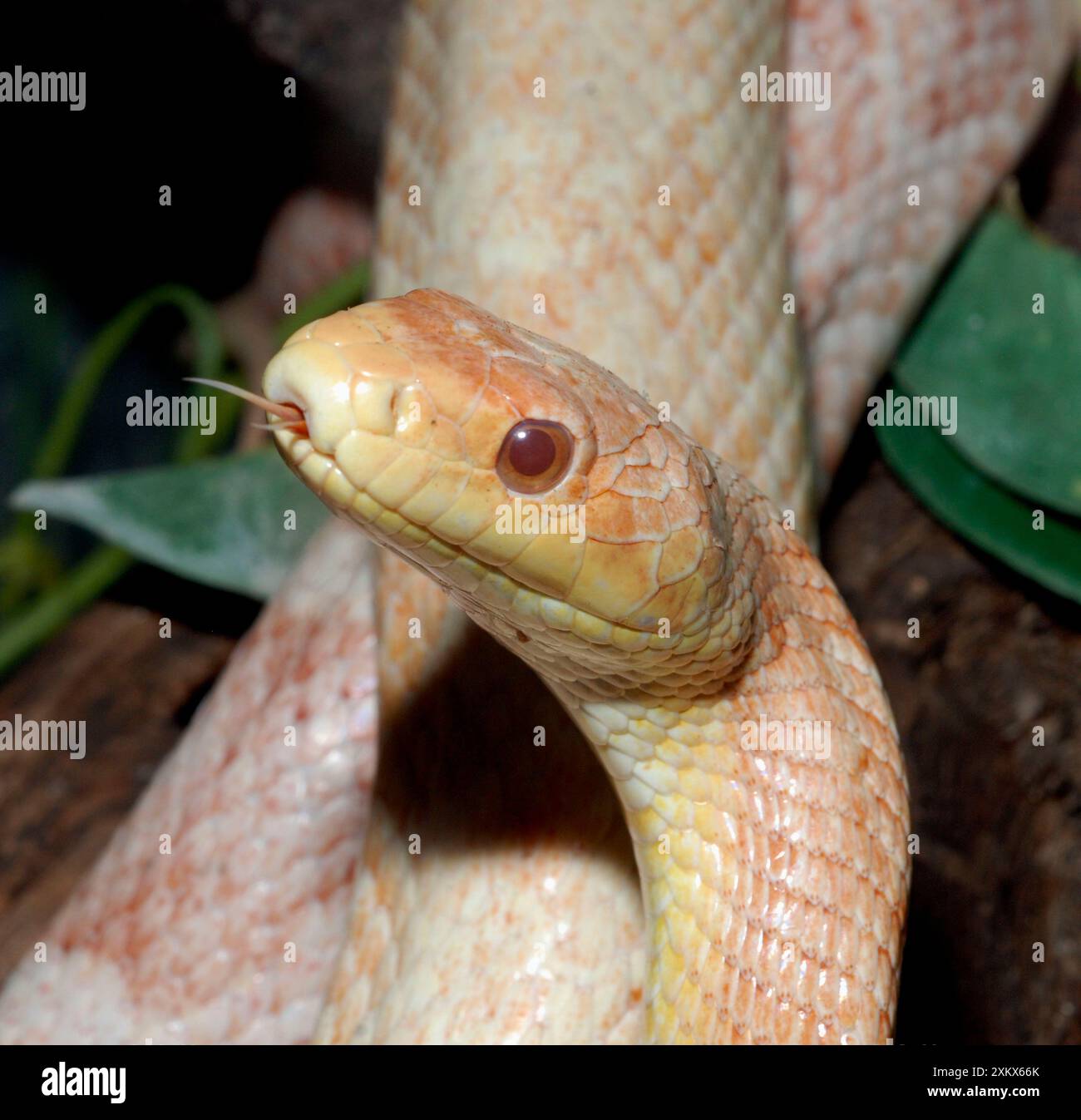 Schwarze Ratte Schlange - Albino Stockfoto