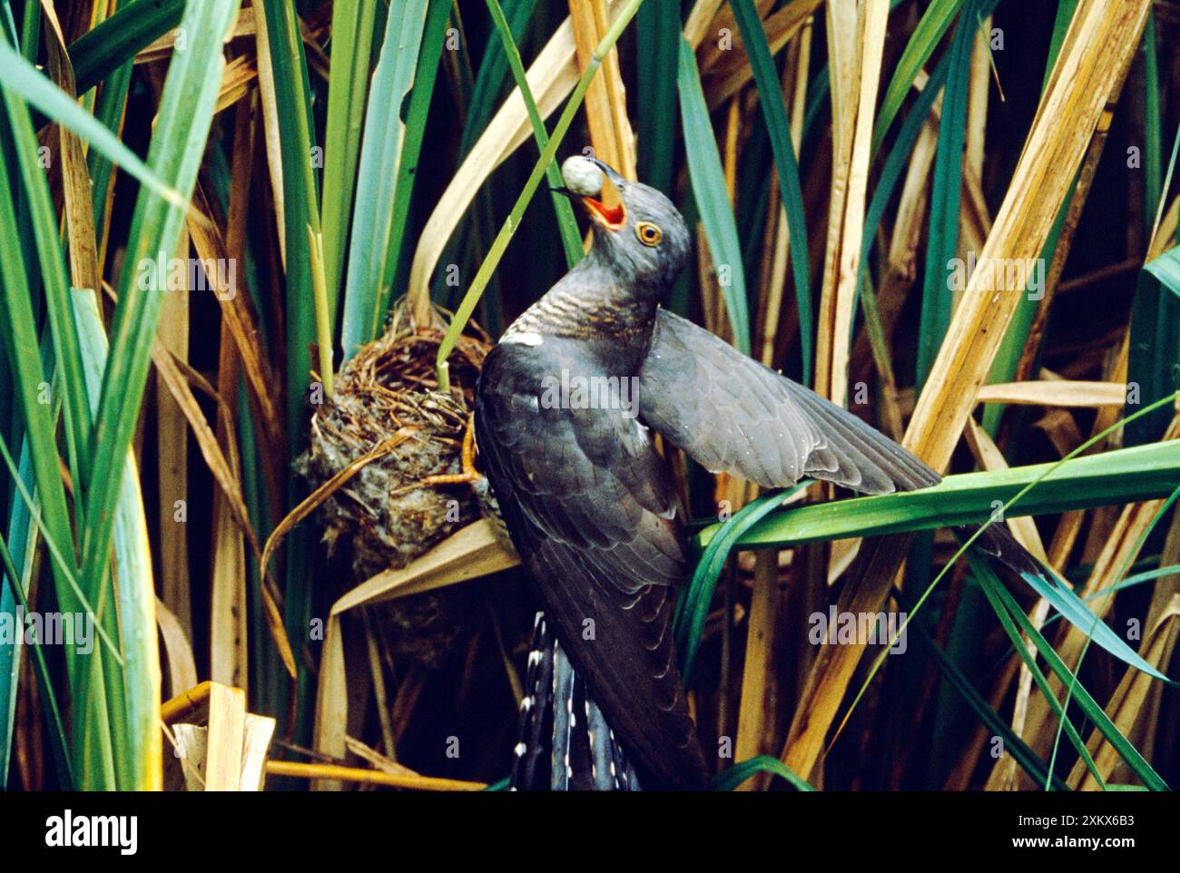 Kuckuck - die Eier von Reed Warbler aus dem Nest stehlen Stockfoto