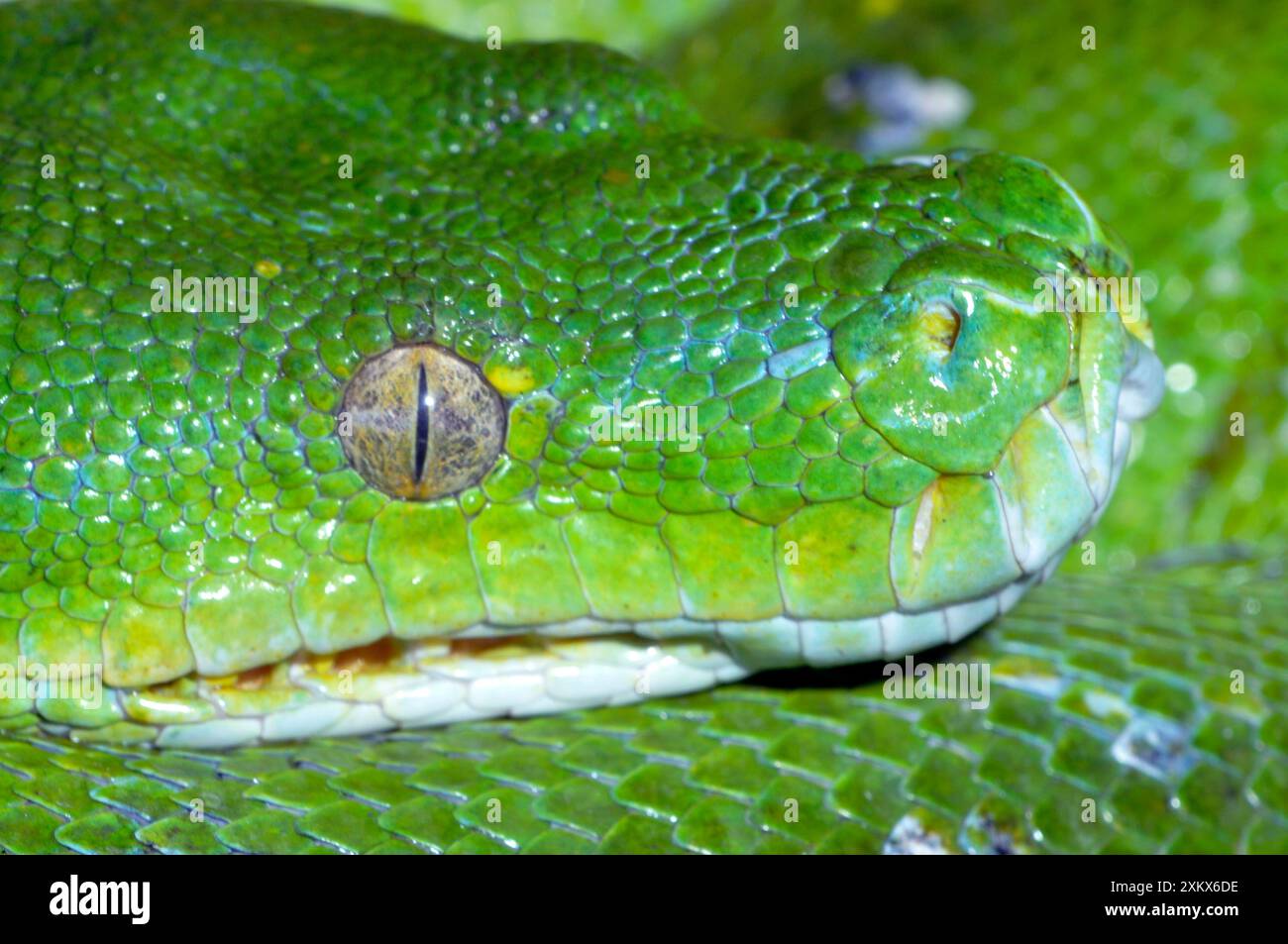 Green Tree Python – zeigt wärmeempfindliche Gruben an Stockfoto