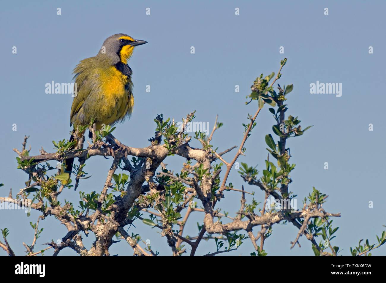 Bokmakierie - auf Lieder auf dem Busch Stockfoto