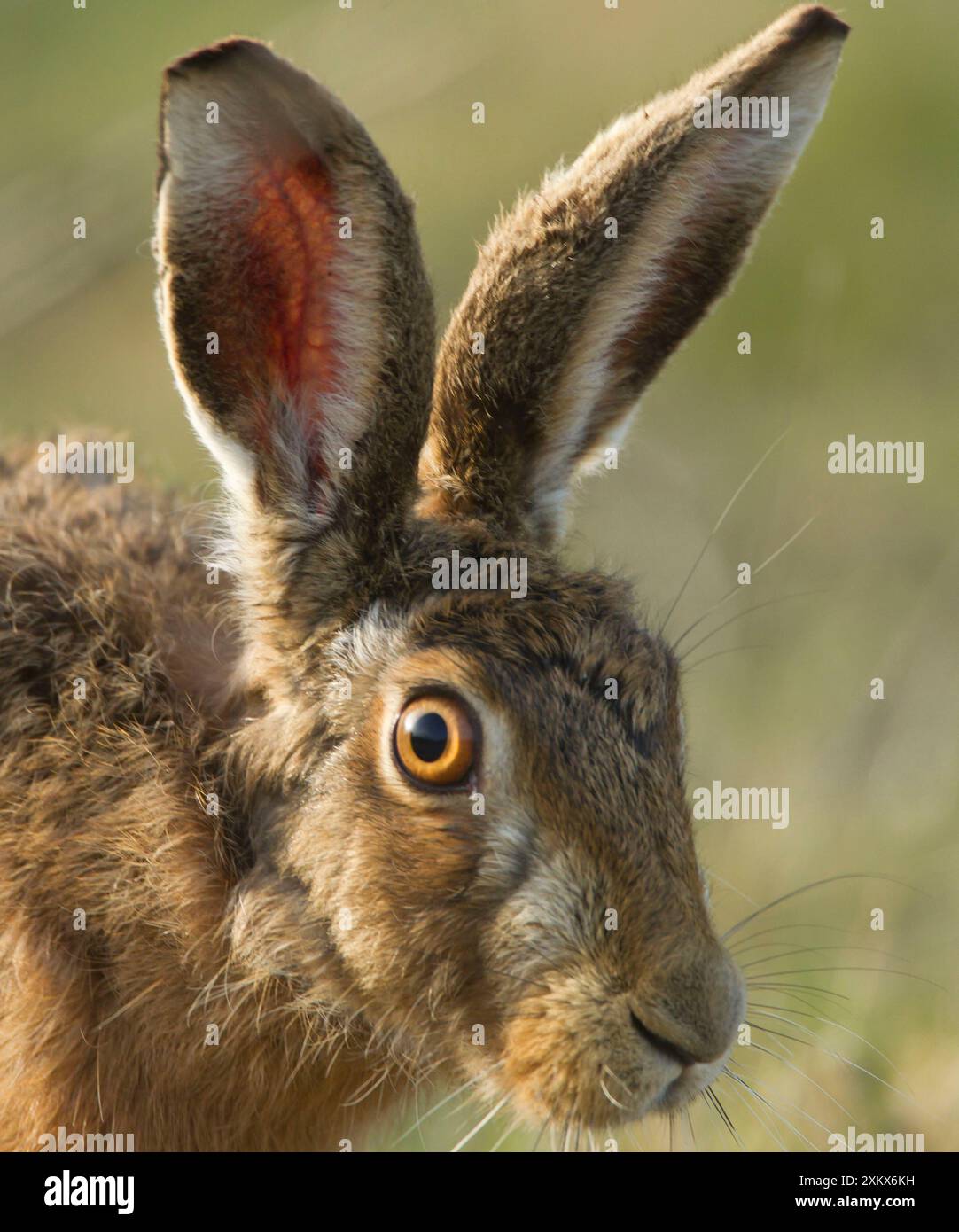 Braunhase - März Stockfoto