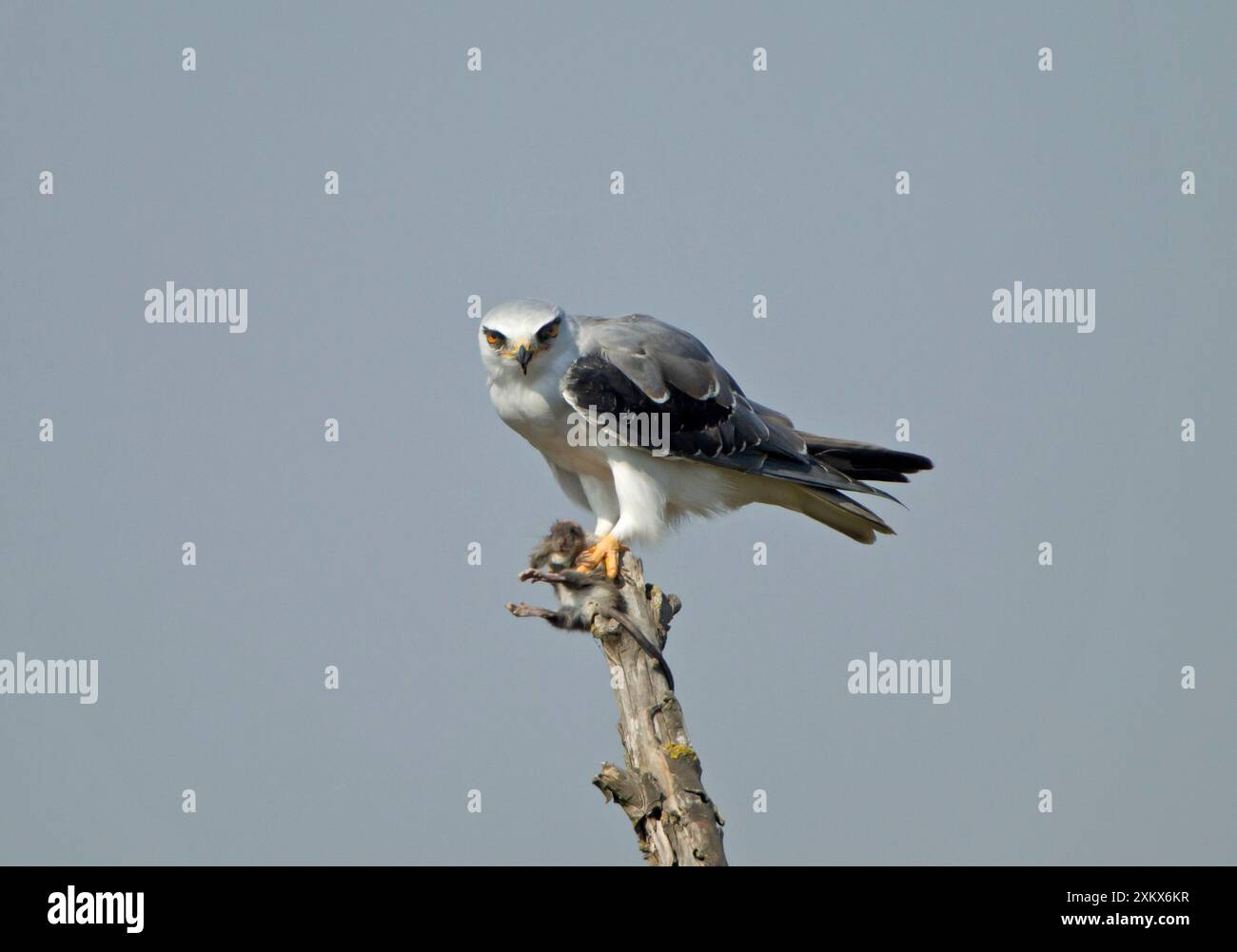 Schwarz-geflügelter Kite / schwarz-schulteriger Kite - Essen Stockfoto