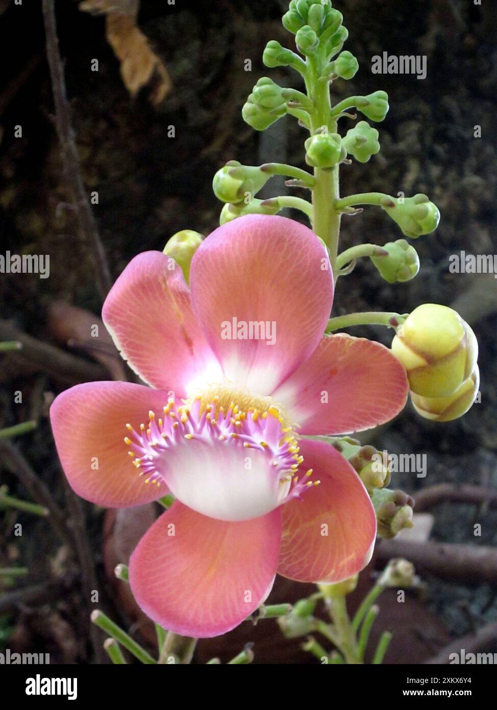 Kanonenkugelbaum. Heimisch in den tropischen Wäldern Stockfoto
