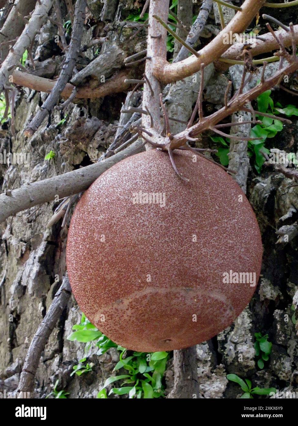 Kanonenkugelbaum. Heimisch in den tropischen Wäldern Stockfoto