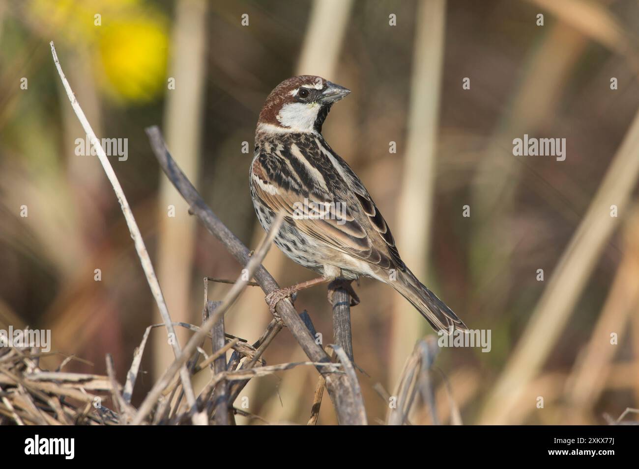 Spanisch / Willow Sparrow Stockfoto