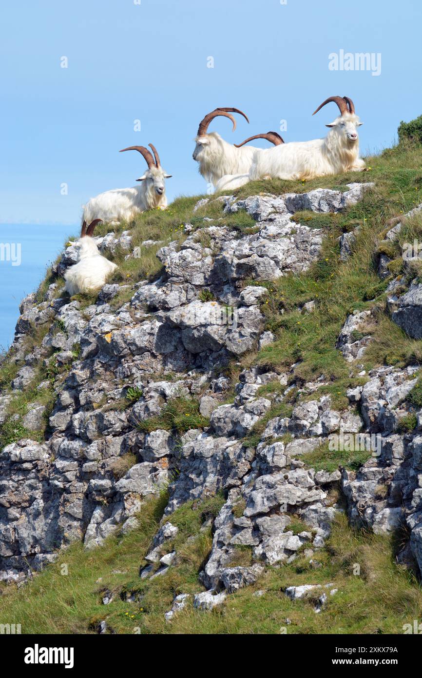 Wilde (wilde) Ziegen, ausgewachsene männliche Tiere; großer Orme-Kopf,... Stockfoto