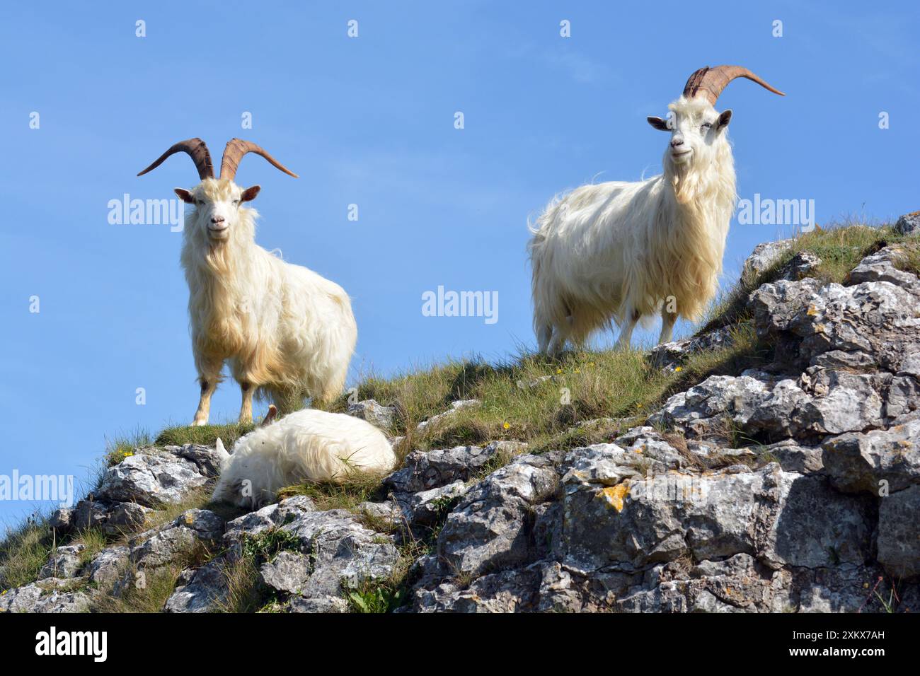 Wilde (wilde) Ziegen, ausgewachsene männliche Tiere; großer Orme-Kopf,... Stockfoto