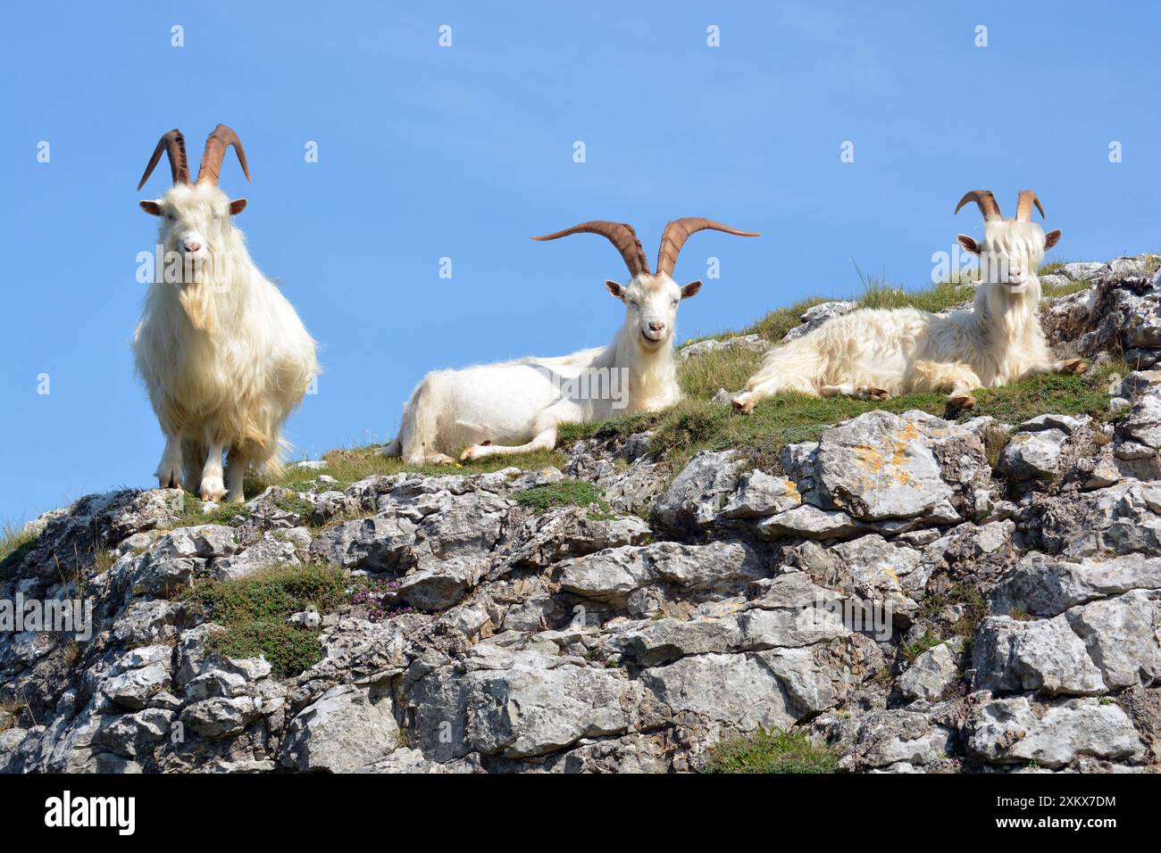 Wilde (wilde) Ziegen, ausgewachsene männliche Tiere; großer Orme-Kopf,... Stockfoto