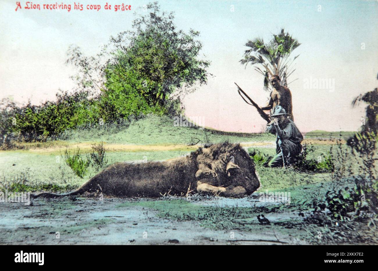 Nachahmung der Löwenjagd, alte Postkarte 1910. Stockfoto