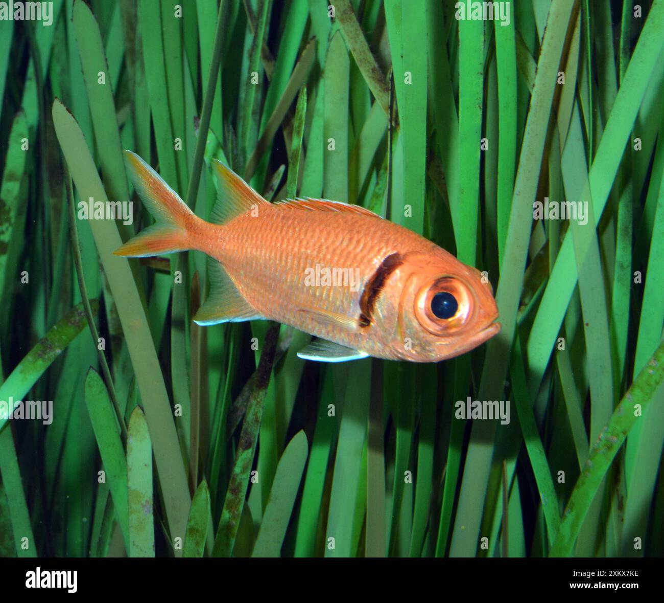 Doppelzahn-Soldatenfische; Korallenriffe im Indo-Pazifik Stockfoto