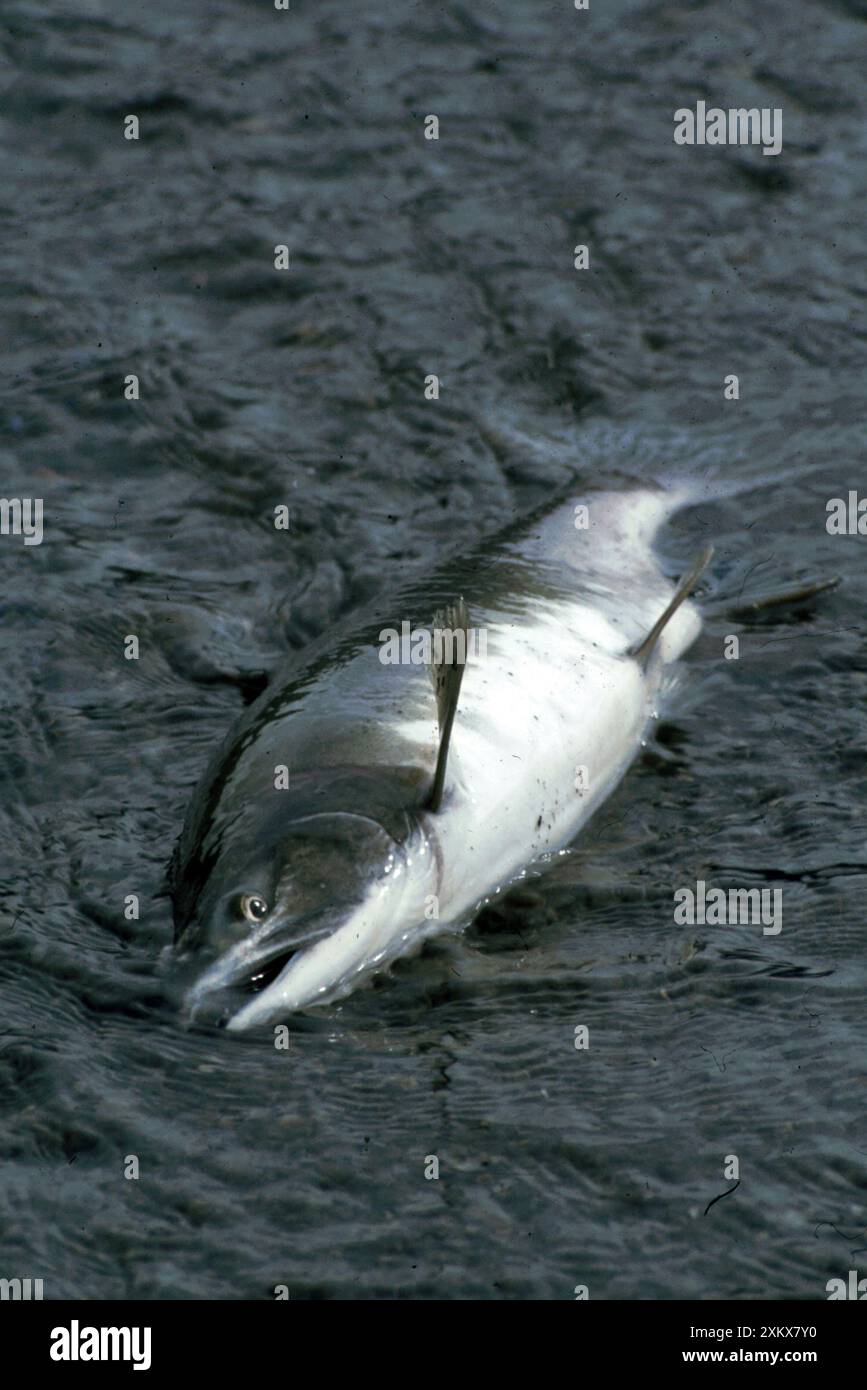 Pazifischer (King) Lachs, anadromer, wandert in Süßwasser. Stockfoto