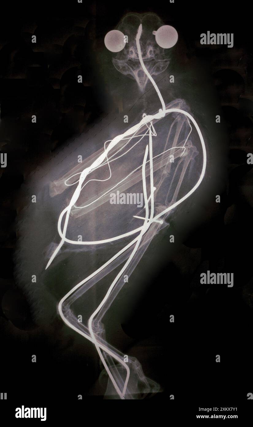 Röntgenbild einer gefüllten Scheuneneule von Hambling Stockfoto