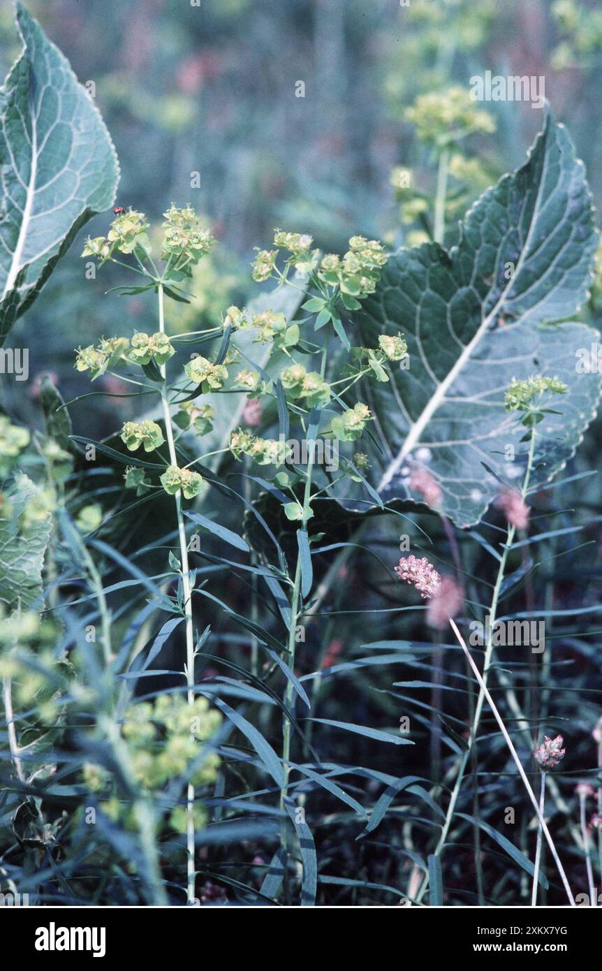BLATTSPRITZER mit RETTICH (Armoracia rusticana) Stockfoto