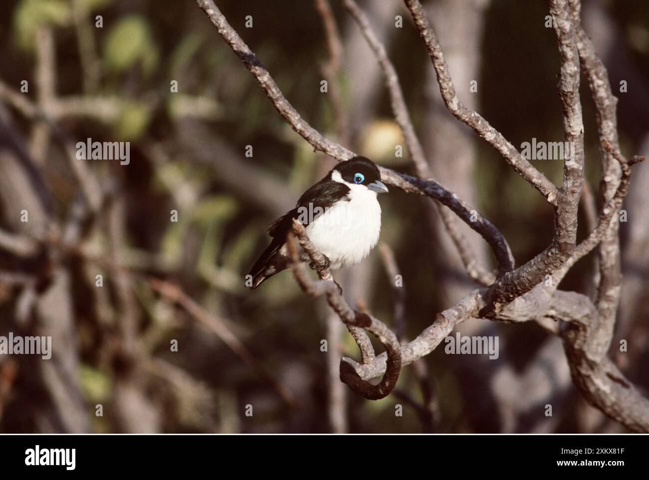 CHABERTS VANGA-VOGEL - auf Ast Stockfoto
