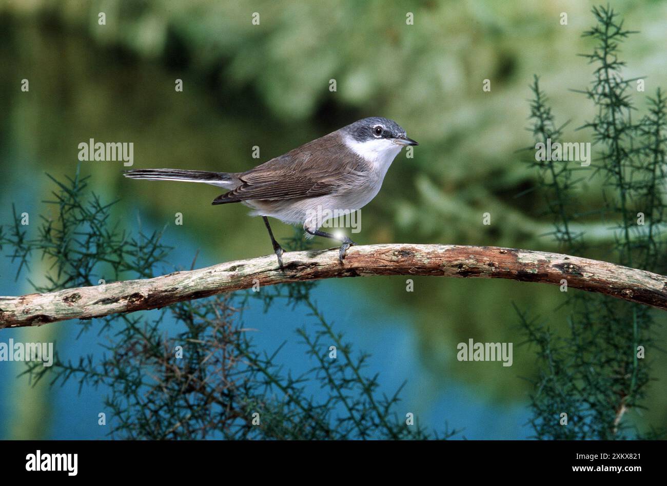 KLEINER WHITETHROAT - auf Ast Stockfoto