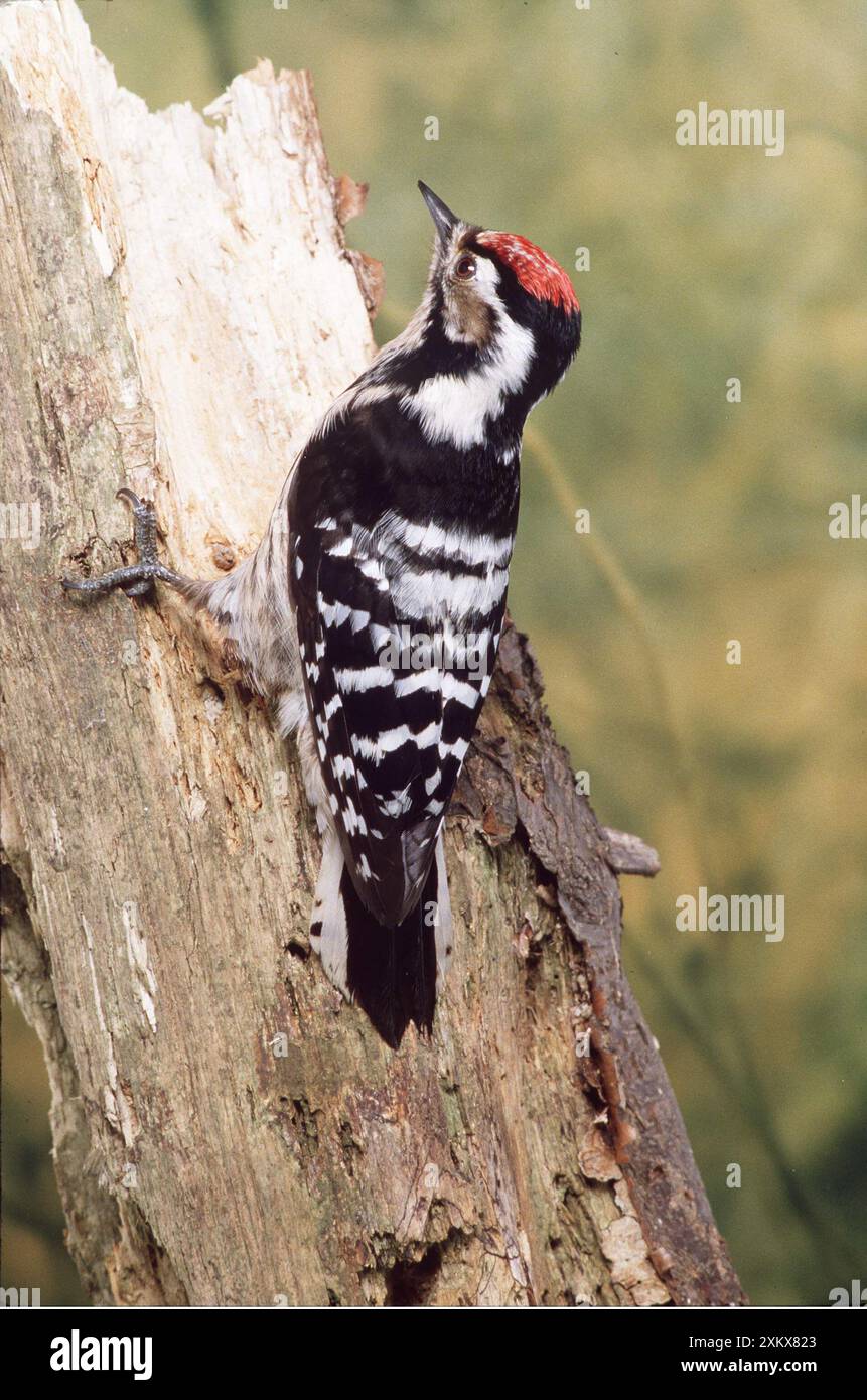 WENIGER GEFLECKTER SPECHTE - auf Baumstamm Stockfoto