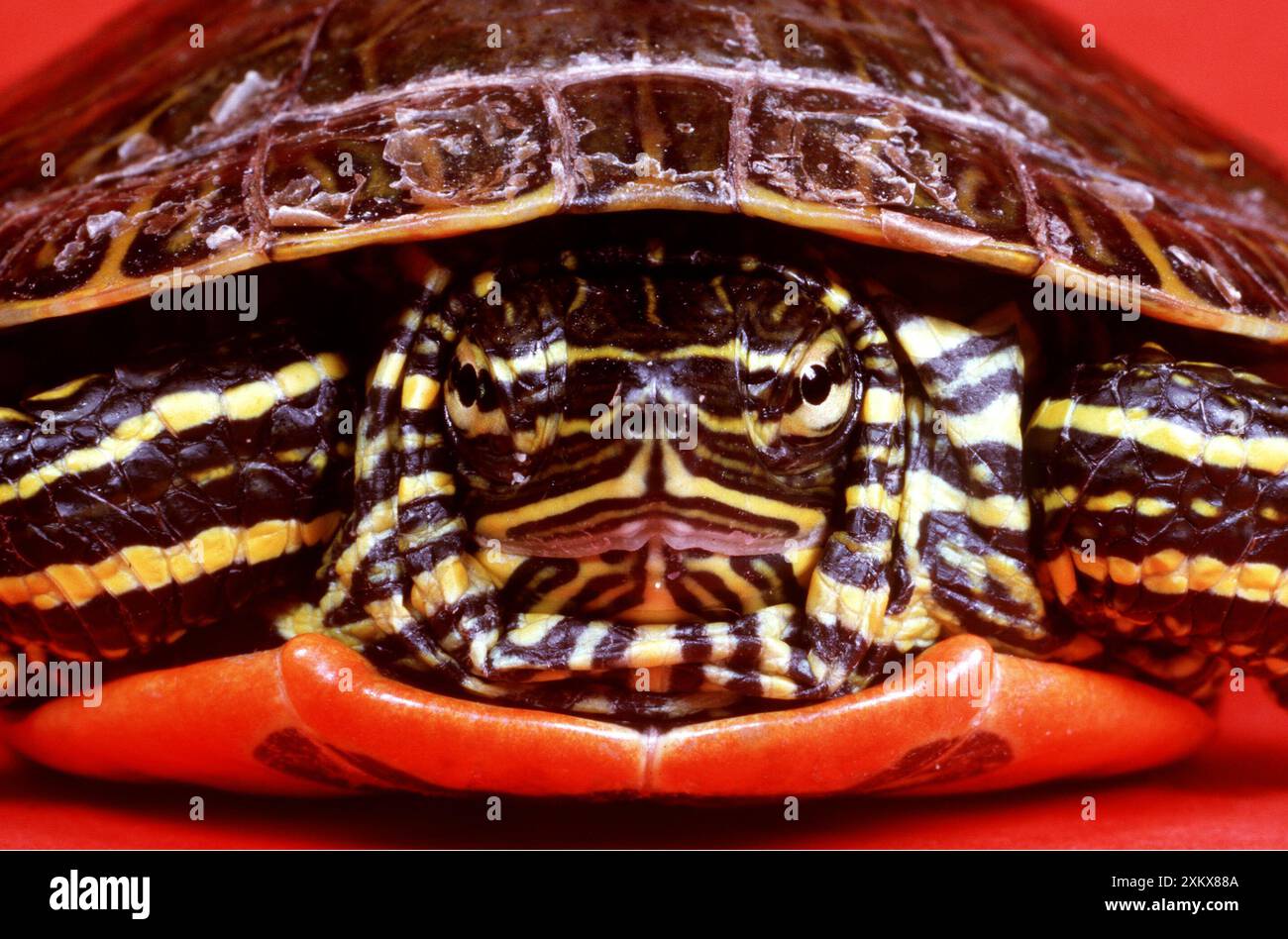 Western Painted Turtle - Kopf an, Nahaufnahme. Stockfoto