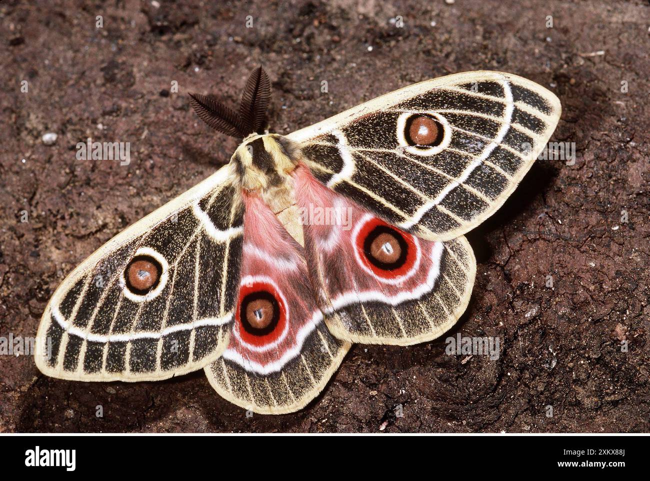 Spinner Emperor MOTH Stockfoto