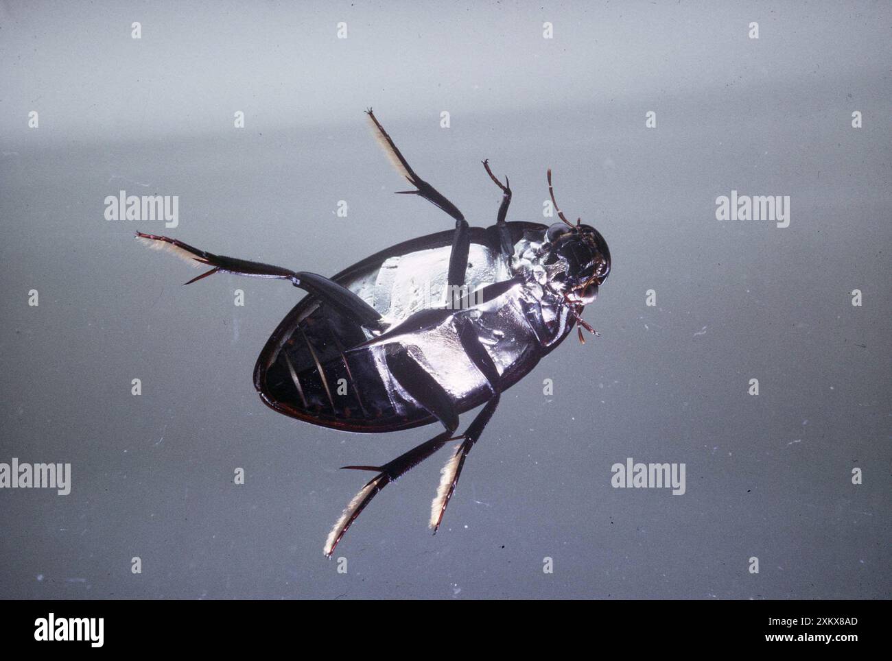 Great Silver Diving / WASSERKÄFER - weiblich, in Stockfoto