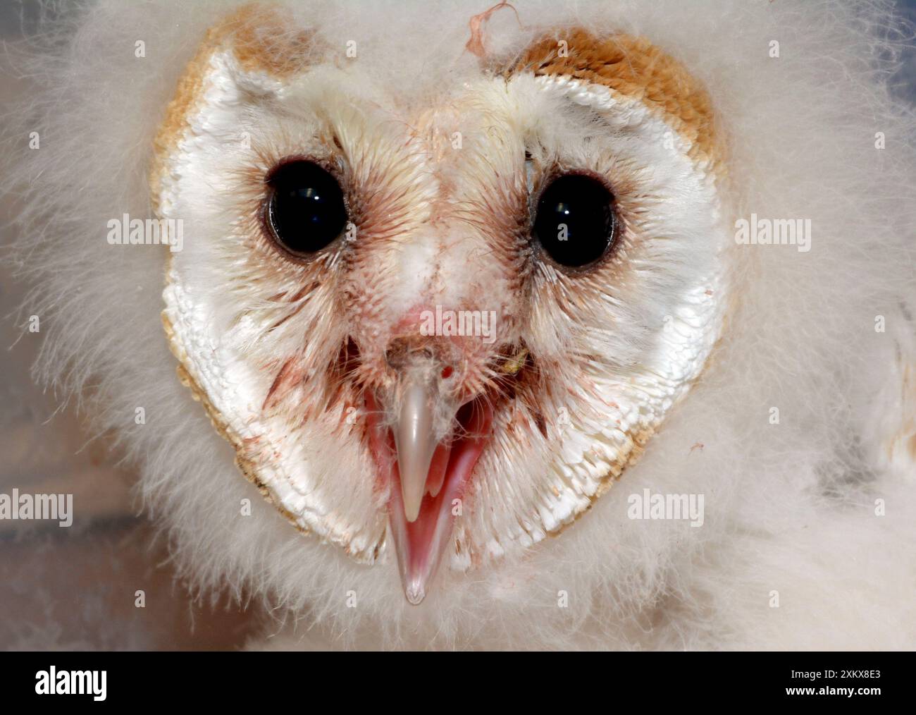 80180130 Barn Owl Chick / Nistling Tyto alba Pat.... Stockfoto