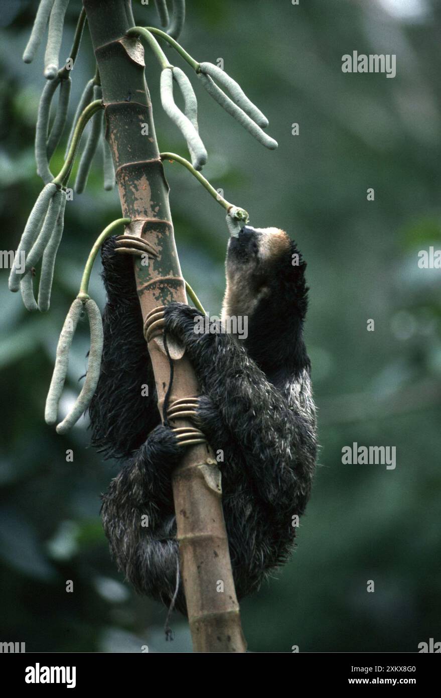 Blasskehlender Dreizehenfaul - Essen von Cecropia Tree Fruit; Stockfoto