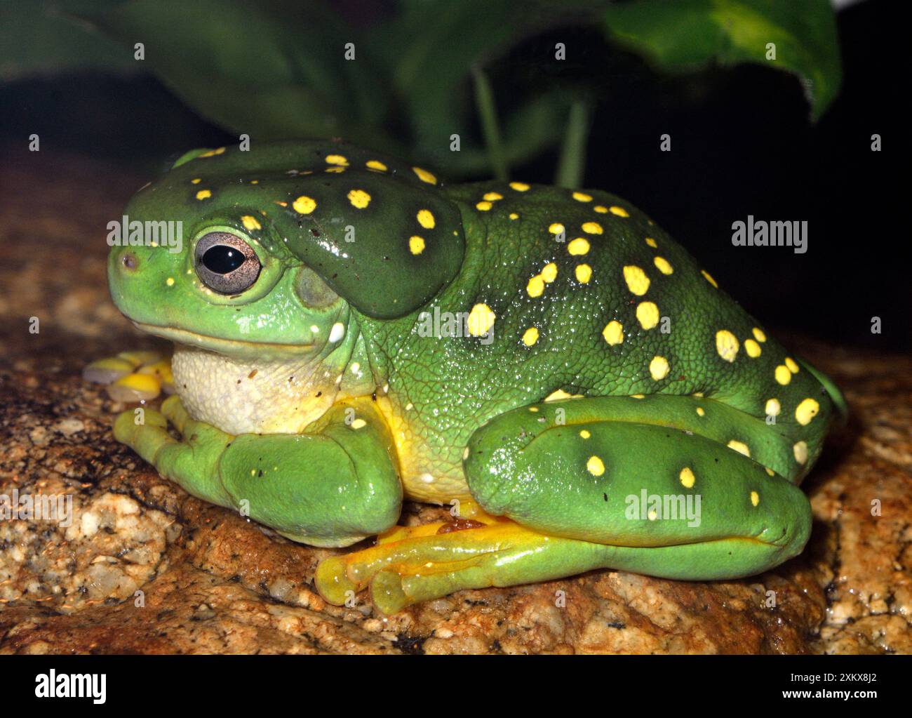 Herrlicher Baumfrosch - einer der größten Bäume Stockfoto