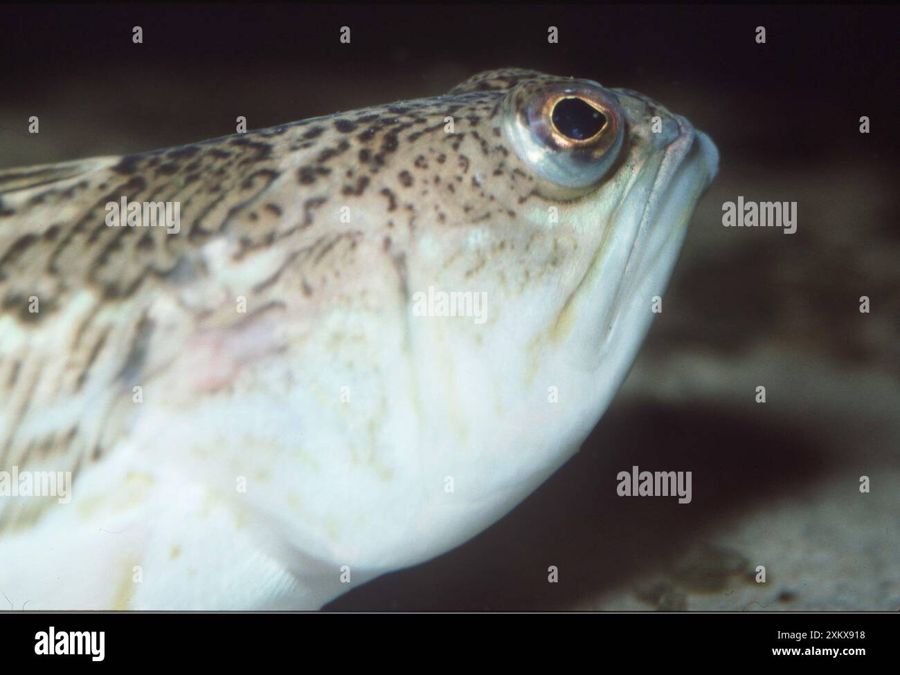 Toller WEEVER FISCH Stockfoto