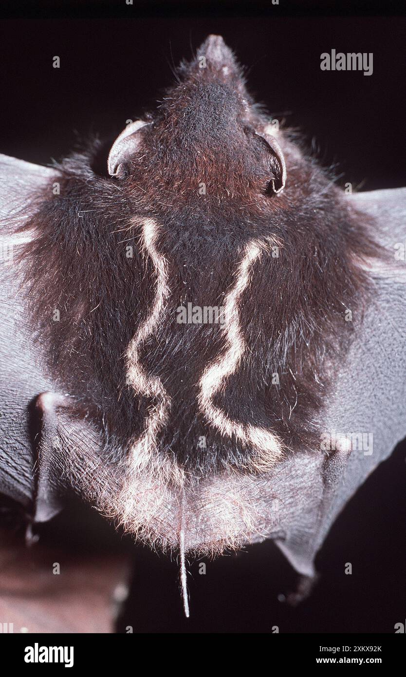 WEISS GEKENNZEICHNETE BAT Stockfoto