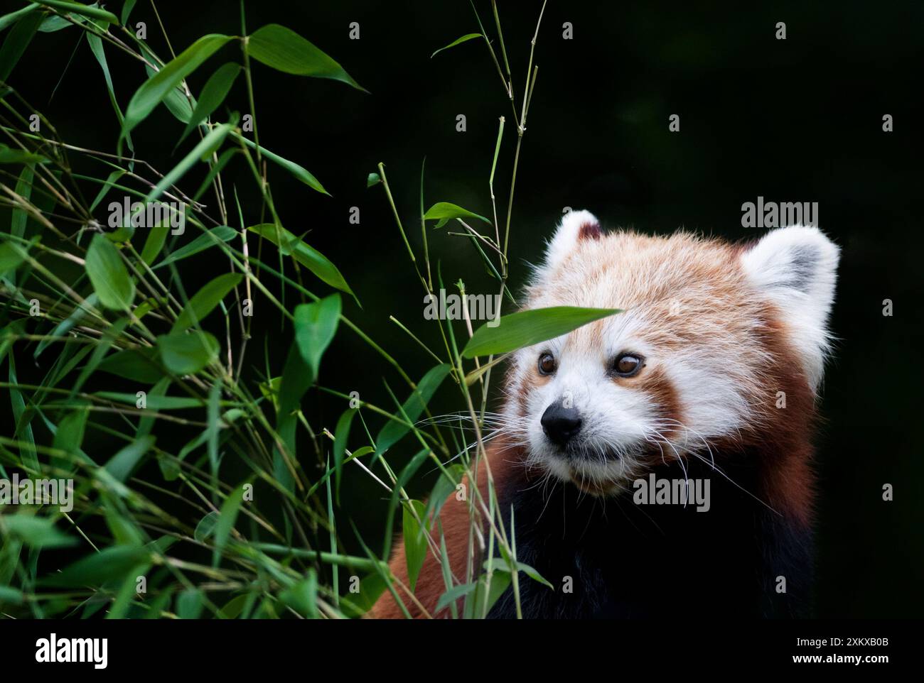 Niedlicher Red Panda im Birmingham Wildlife Conservation Park Stockfoto