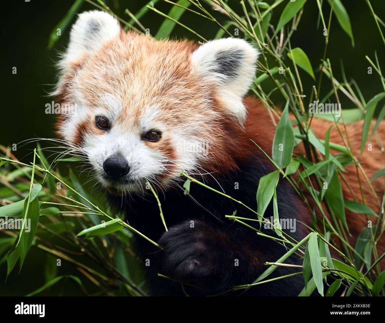 Niedlicher Red Panda im Birmingham Wildlife Conservation Park Stockfoto