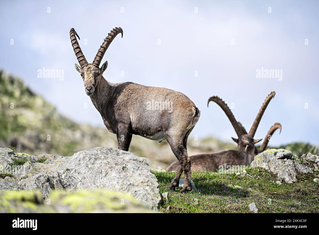 Alpensteinböcke in der Wildnis am Nufenpass, Ulrichen, Wallis, Schweiz, Europa Stockfoto