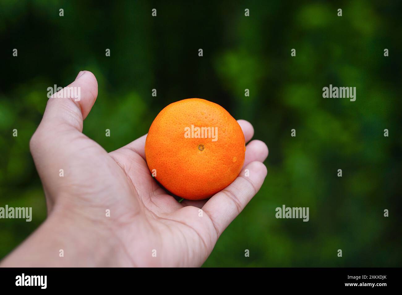Clementinen Mandarine Orange auf Bauernhand, frische reife Mandarine Orange auf einem schönen verschwommenen Hintergrund, Ernte Stockfoto