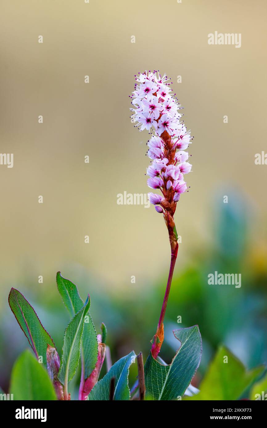 Himalaya Bistort [ persicaria affinis ] Blütenspitze über dem Laub Stockfoto