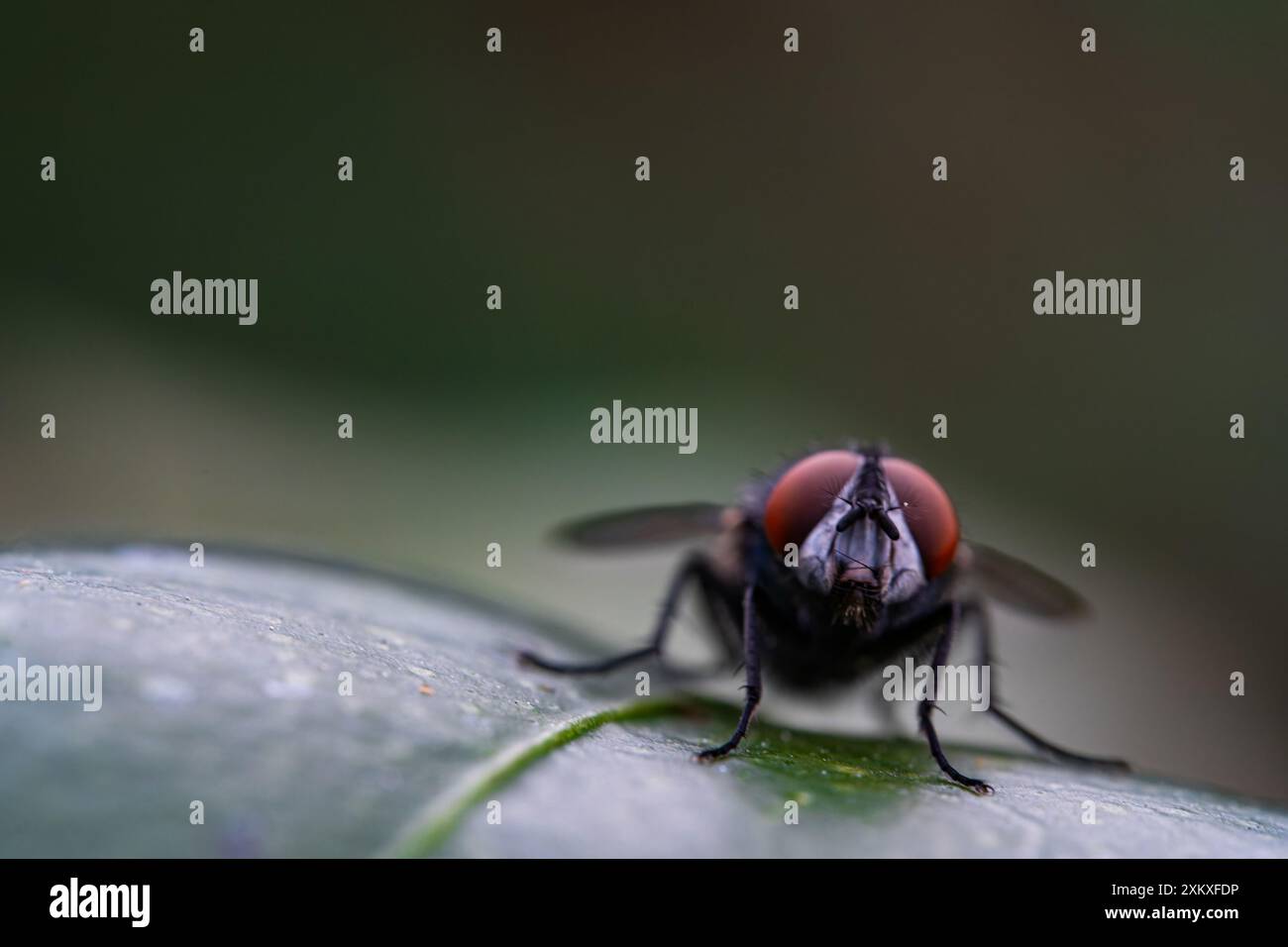 Detaillierte Nahaufnahme einer glänzenden, goldenen Greenbottle-Fliege, die auf einem Blatt sitzt. Inlandsflug. Nahaufnahme zusammengesetzter Augen der Fliege auf grünem Hintergrund. Fliegen Sie mit einem Stockfoto