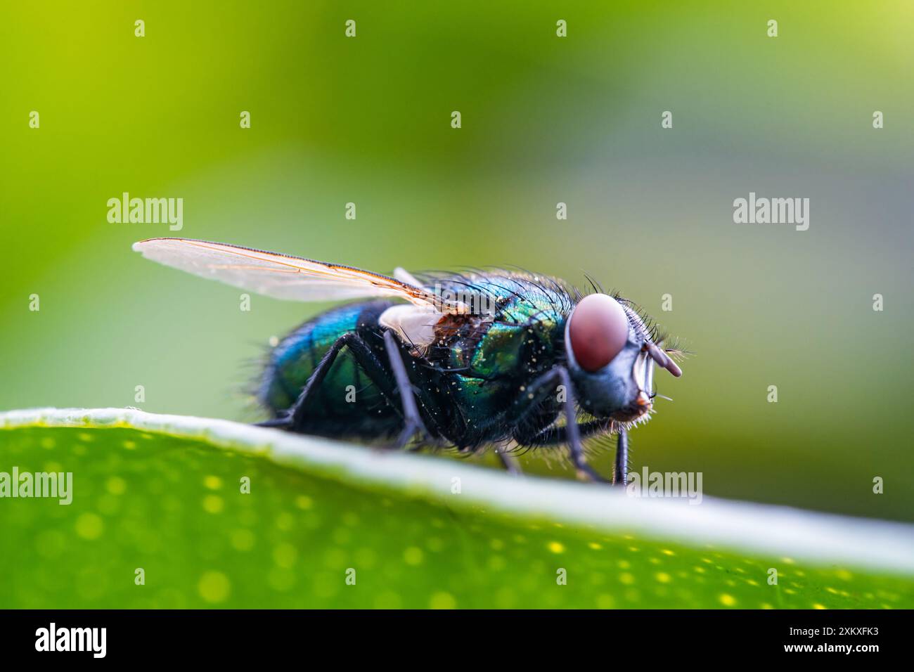 Detaillierte Nahaufnahme einer glänzenden, goldenen Greenbottle-Fliege, die auf einem Blatt sitzt. Inlandsflug. Nahaufnahme zusammengesetzter Augen der Fliege auf grünem Hintergrund. Fliegen Sie mit einem Stockfoto