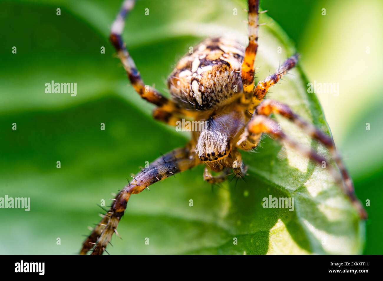 Araneus diadematus, gemeinhin als Europäische Gartenspinne bezeichnet. Stockfoto