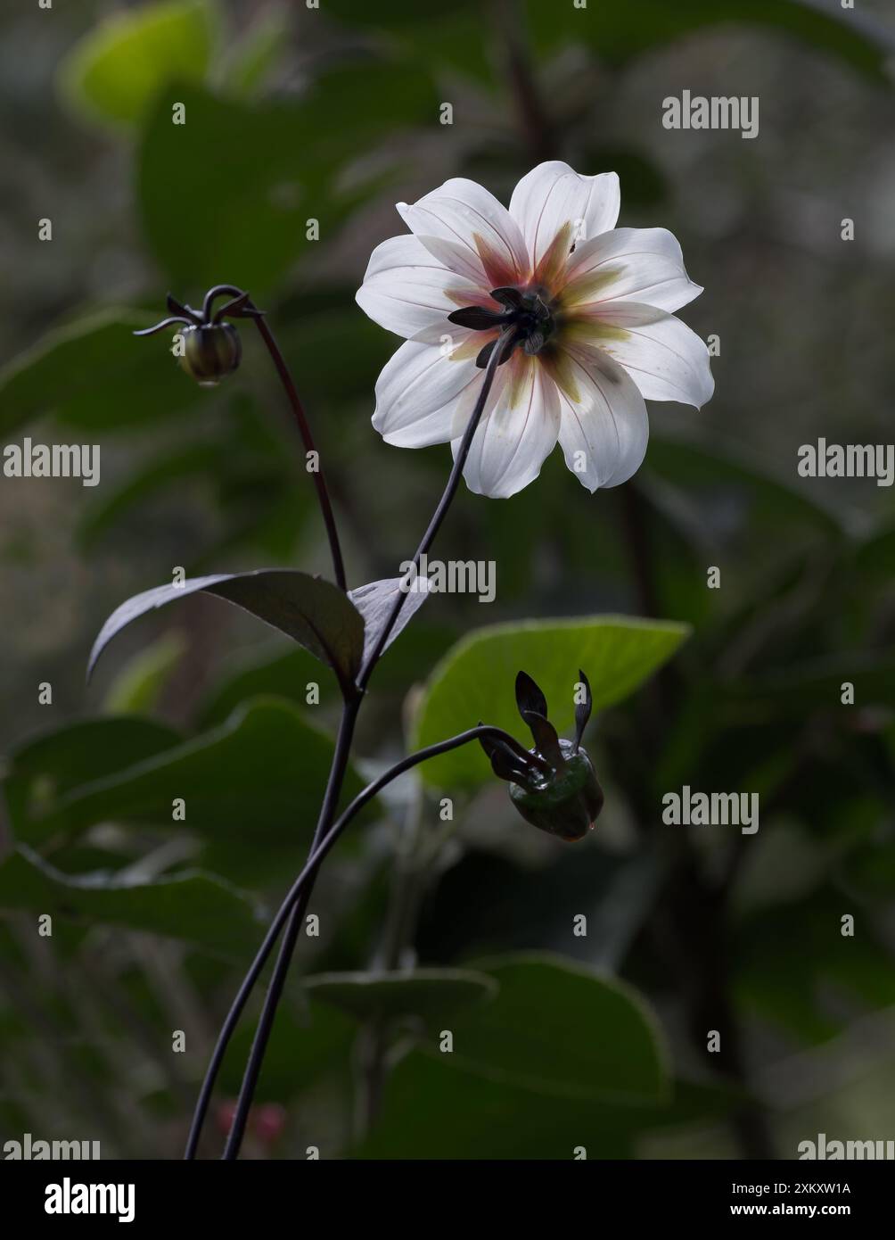 Einzelne Blume Dahlie Stockfoto