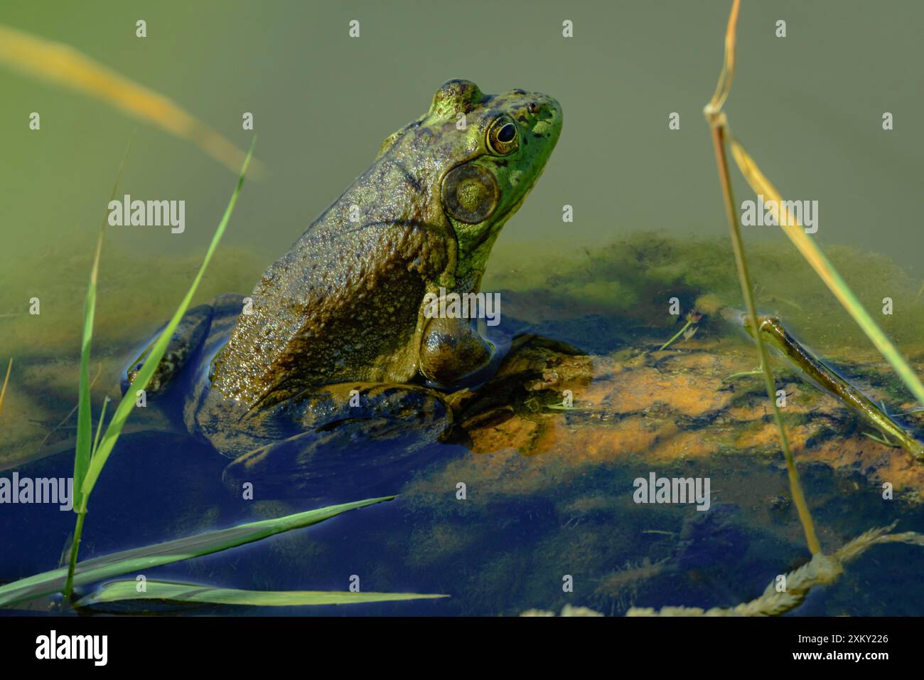 Männlicher amerikanischer Bullfrosch (Lithobates catesbeianus), auf Wasserpflanzen am East Plum Creek, Douglas County, Castle Rock Colorado USA. Stockfoto