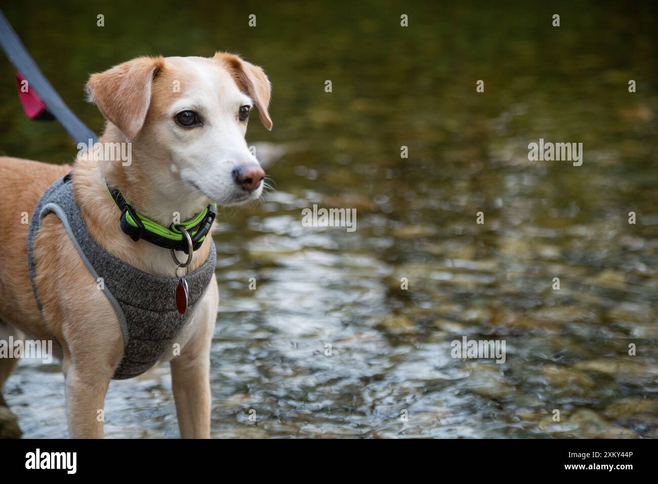 Süßer Hund in einem felsigen Fluss in Port Coquitlam, Kanada Stockfoto