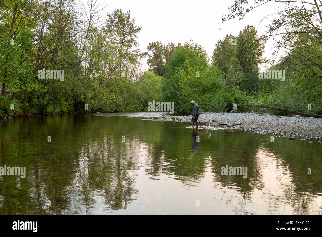 Mann und Hund in einem Fluss in einem Wald in Port Coquitlam, Kanada Stockfoto